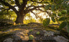 Chinese Meditation Walnuts: The Ancient Art of Hand-Held Mindfulness