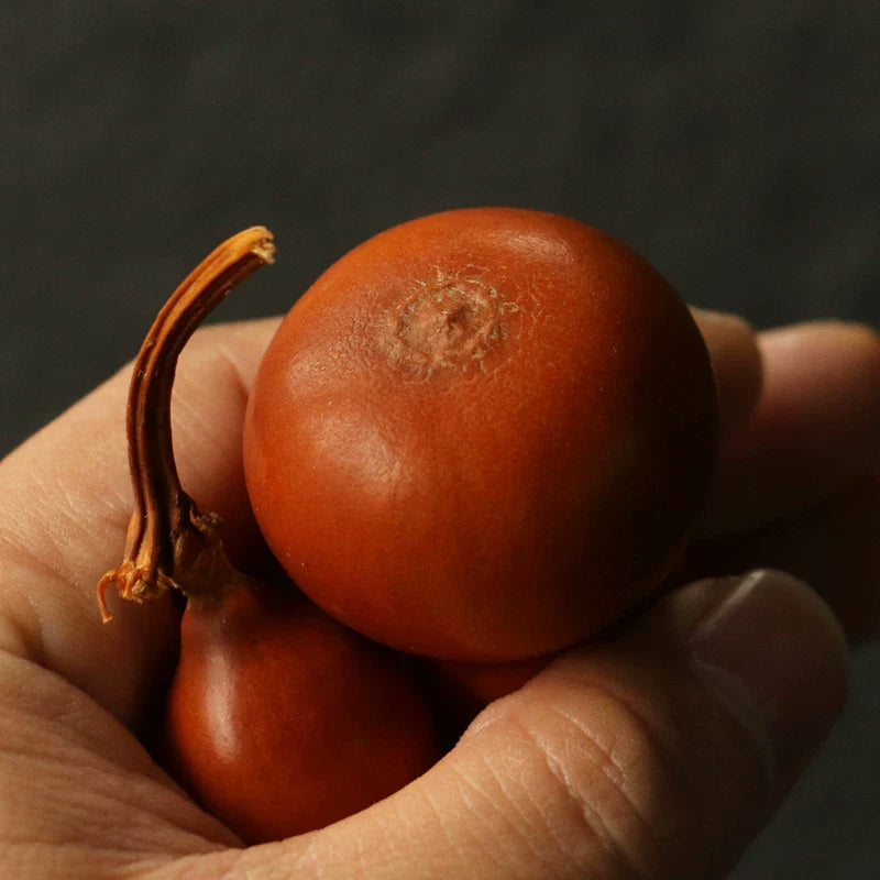 Mini Aged Gourd — Small. Quiet. Aged by Sun, Not by Rush