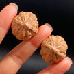 Mini Hand-Rolled Qiu Zi Walnuts — Compact Wild Mountain Walnuts. Raw Texture. Daily Carry. Natural Patina.
