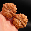 Yanqing Toad Head Playing Walnuts — Classic Popular Edition. Fast Color. Full Character. Ready to Play.